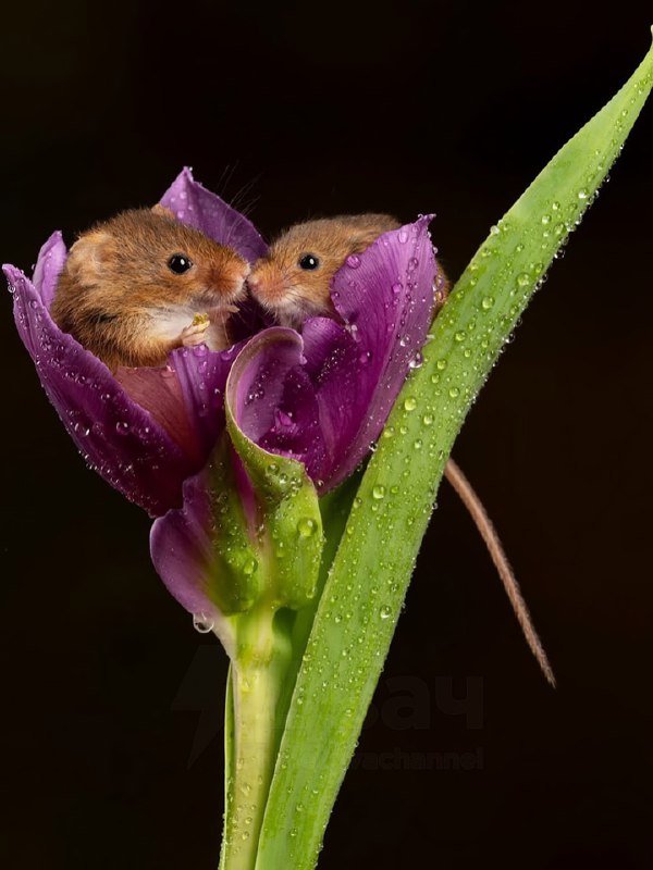 Милота дня: вкатываемся в РАБочую неделю с идеальным антистрессом.
На фото — мыши-малютки, которые