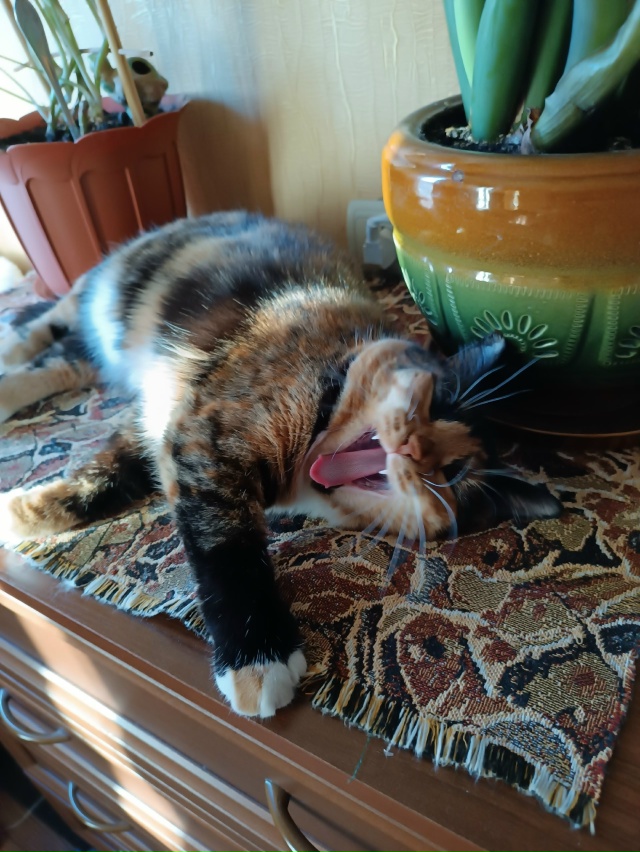 Котики не зевают - котики поют 🎶🐾🐾