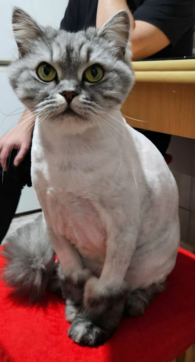 Ещё немного фоток лысой булки Рыси