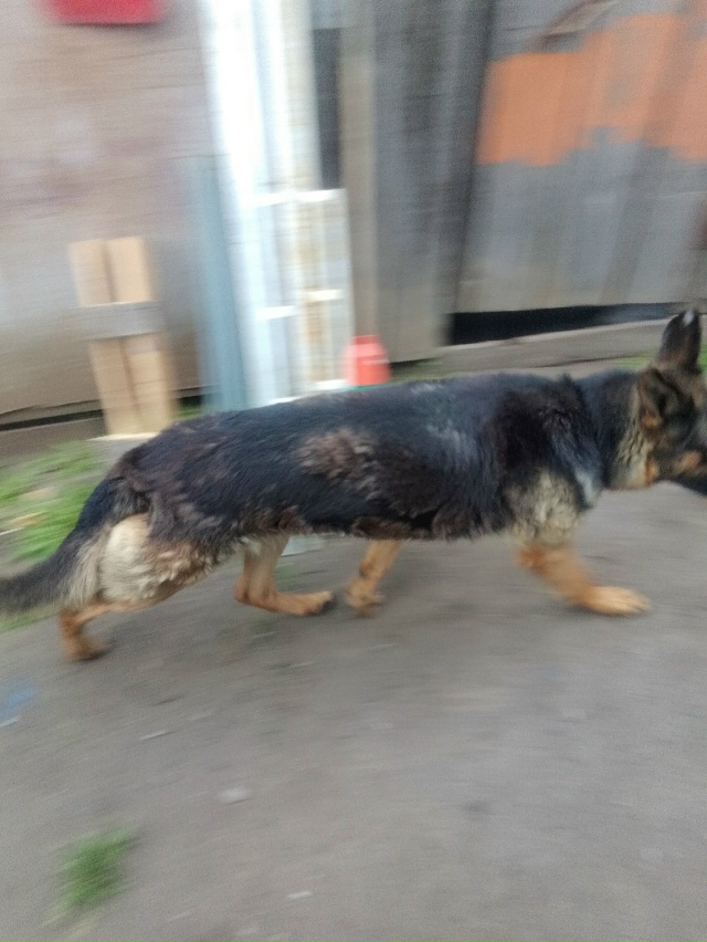 Пост для ваших животных в комменты отдам приму нашли п?...