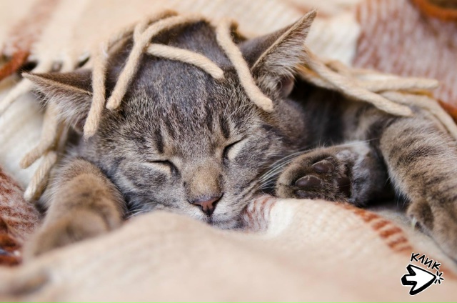 Осенний комплект: кот и плед!