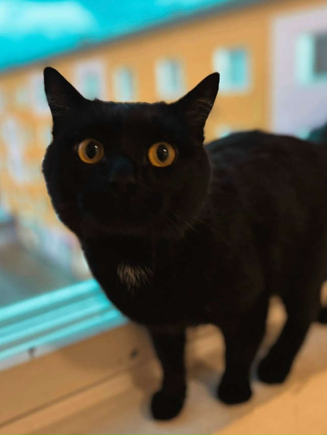 В связи с утратой хозяина, отдам кота в добрые руки. Кот...