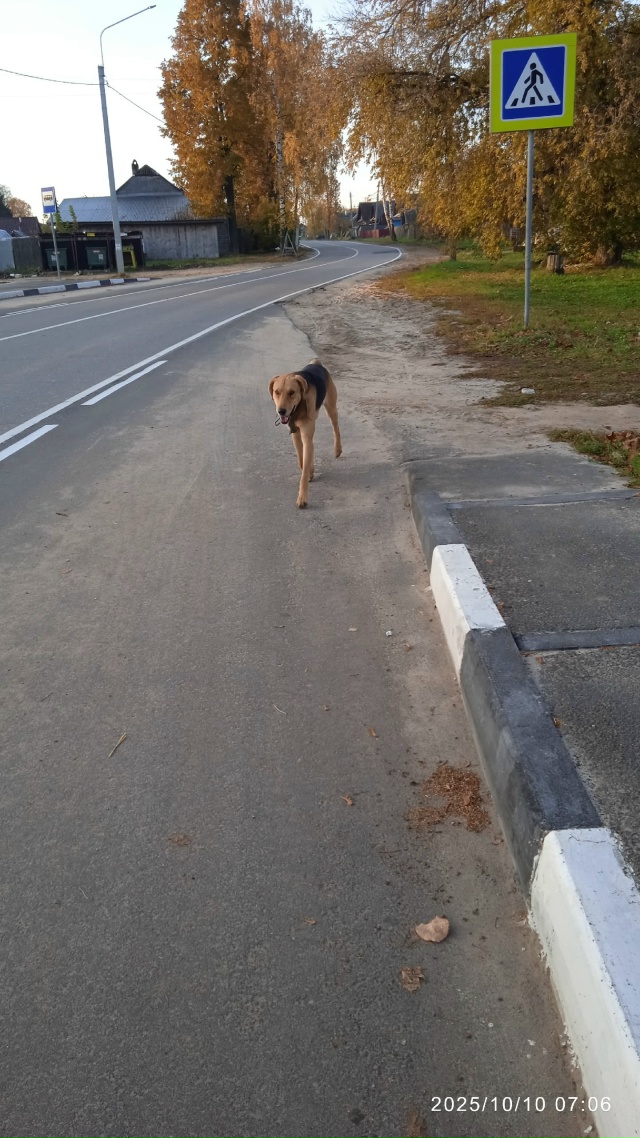 Доброе утро. Чья собака? Уже третье утро выбегает в рай?...