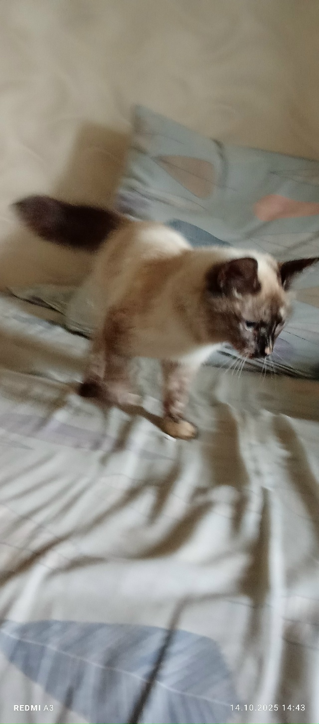 Найдена кошка видно что домашняя бегала за всеми может...