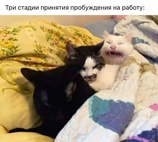 И в итоге опять проспал…
