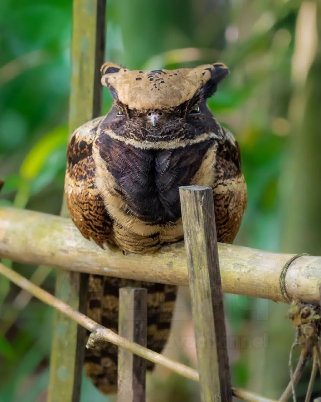 Это большой ушастый козодой — птица, которая больше всех остальных в мире похожа на дракона
Какой ж