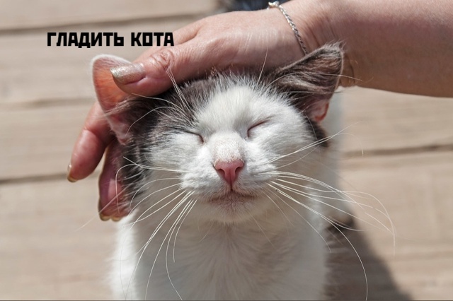Коты-самое лучшее лекарство❤