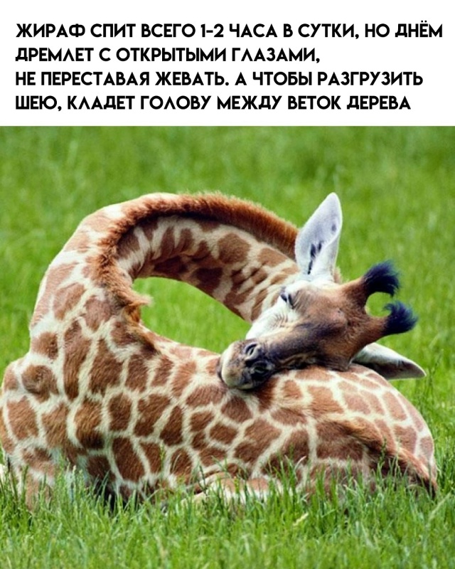 7 любопытных фактов про жирафов.