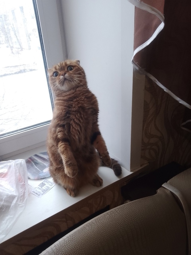 Отдам кошку в хорошие руки, Шотландская вислоухая +- 3 г?...