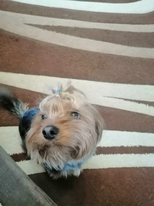 Помогите найти друга ??? Потерялся йокширский терь...