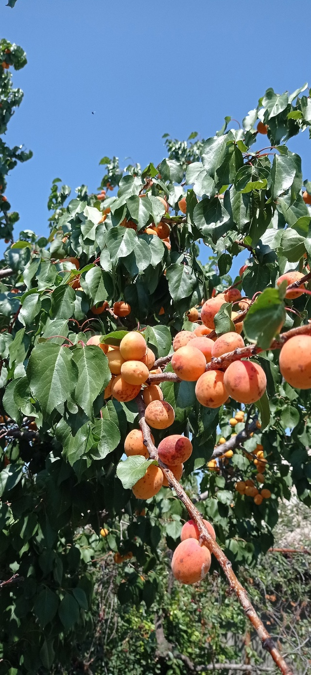 Продам абрикос, два разных вида, 30 руб. кг сбор по заказ...