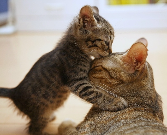 Дорогие мамы!
От всей души поздравляем Вас с празднико...