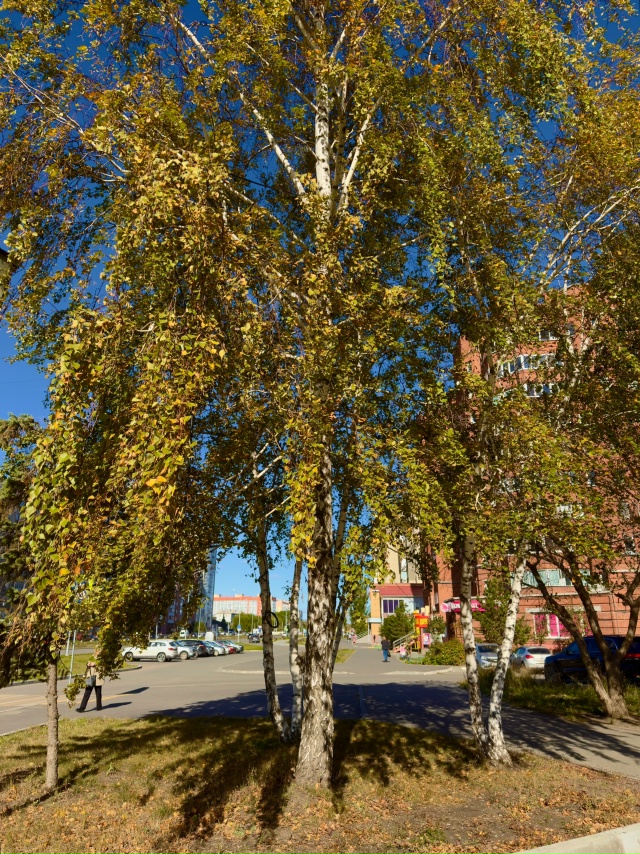 Солнечное 2 октября в Копейске ?☀️