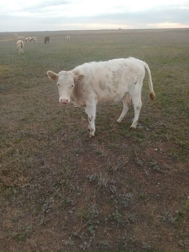 Продам тёлок,2 гол.,возраст 6 - 7 месяцев. 89953519431.