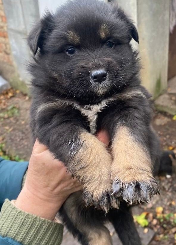 Замечательные охранники в добрые руки и совершенно бе?...