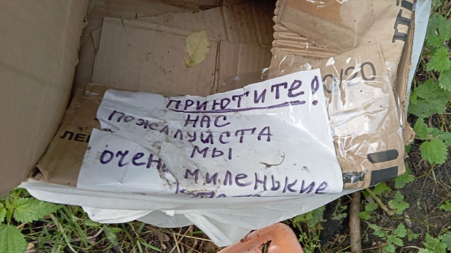Нашли брошеных котят на втором участке, улица Невского...