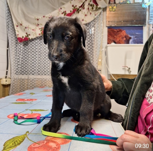 ‼Подкинули щенков к храму‼
Ранним утром служители хр?...
