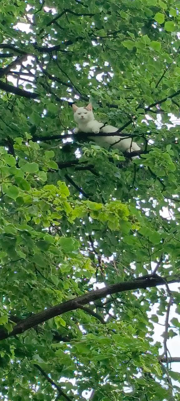 Срочно!
Кошка несколько дней сидит на дереве.Мяукает, ?...