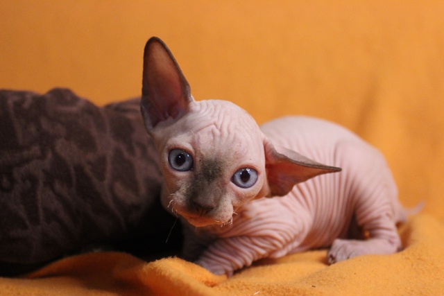 Малышка. Мумбаи очень ласковая, нежная и робкая девочк?...