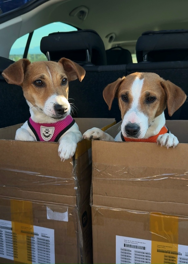 Утеряны 2 собаки, кто видел или что-то знает звоните
Две...