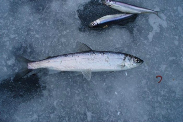 На озере введут временный запрет на ловлю рыбу
Распор...