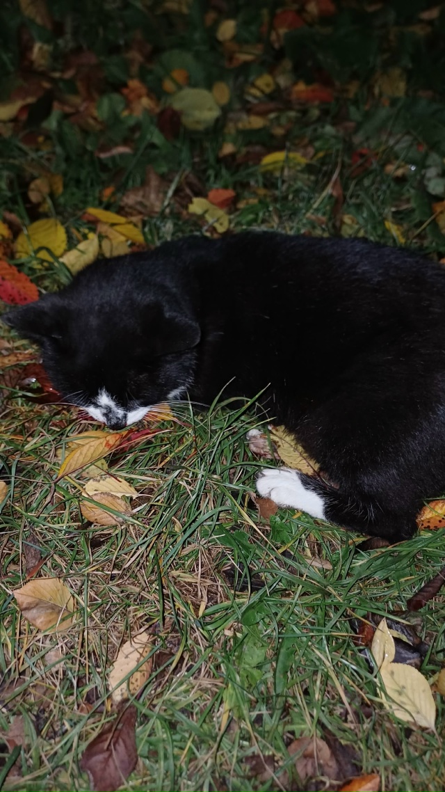 Найден сбитый кот по дороге к старому дк кот ещё живой ?...