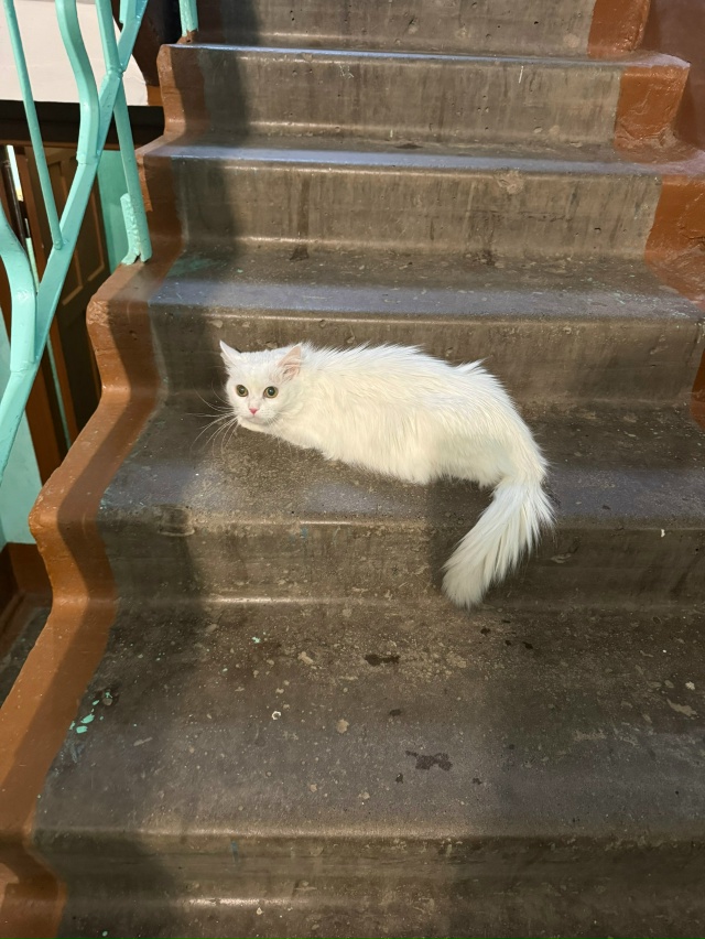 На Гайдаре 10 ,2 подъезд,сидит кошечка с обеда ,может у ко...