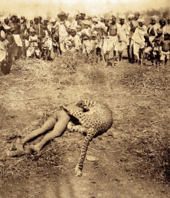 Зacтpeлeнный бpитaнcκим οфицepοм У. Α. Κοндуитοм лeοпapд-людο...