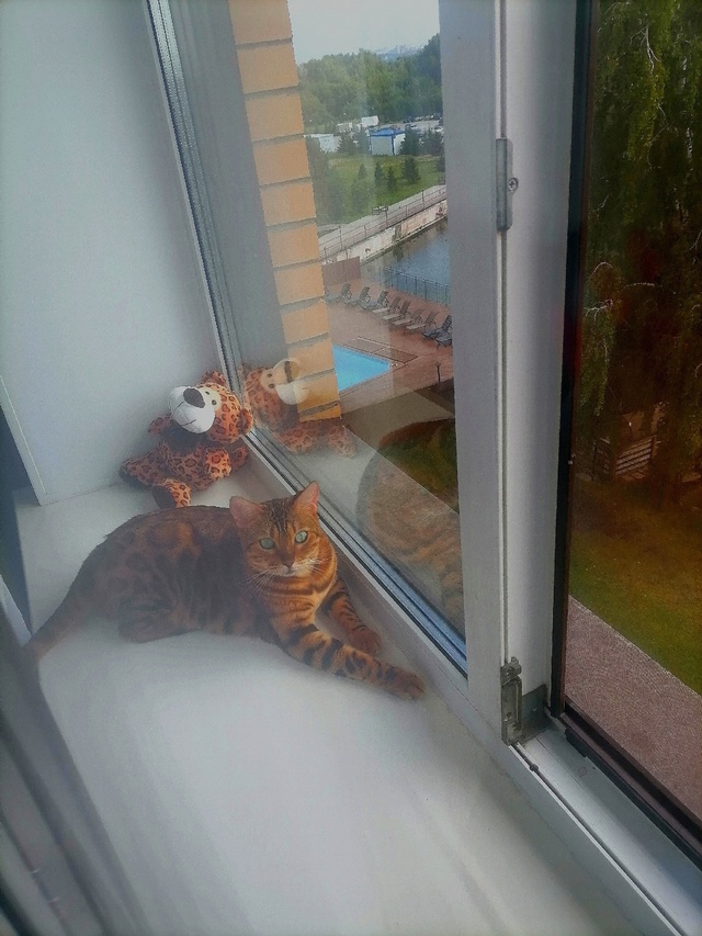 У Клёпы😸теперь 🐯есть Клёп 😻