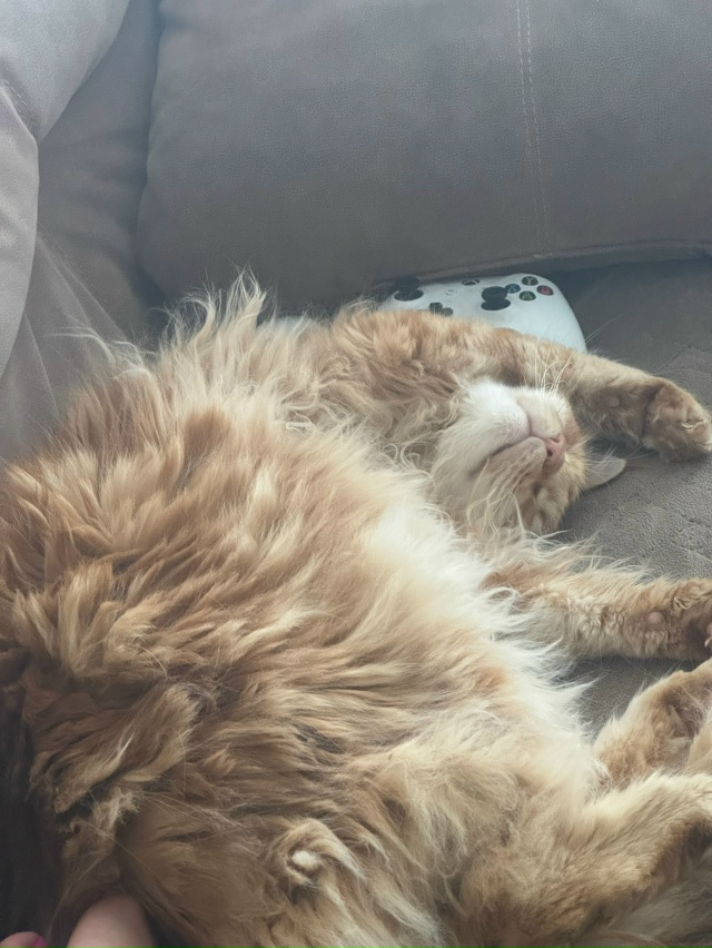 Мой младший сынок Астик