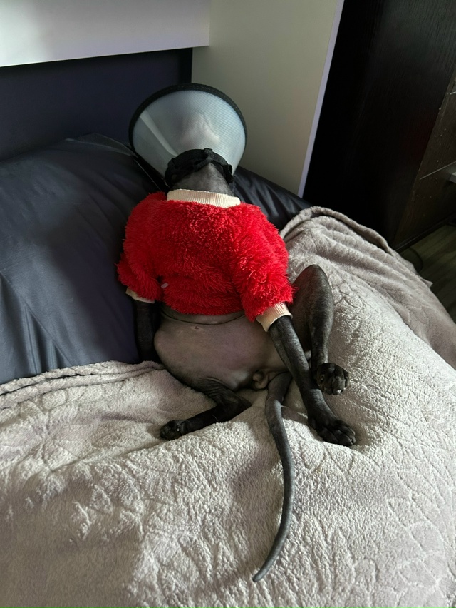 Симба и его Альтер эго 🤭