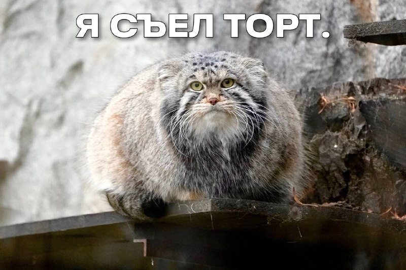 Наш любимец сегодня празднует День рождения — манулу Тимофею из Московского зоопарка исполнилось 6 л