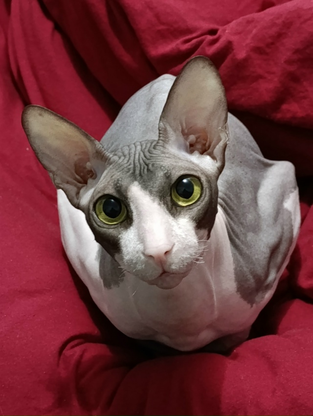 У меня дома живёт яйцо.
Как бы вы назвали его? Мне кажет...