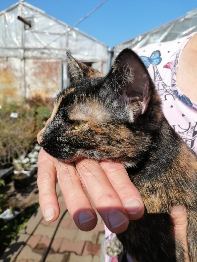 ?Красавица Мурка ищет дом!!!?
Трёхцветная, гладкошё...