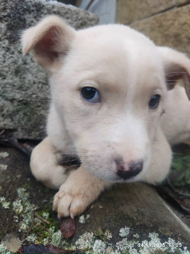 Подкинули щенков, 3 штуки, территориально Дорогобуж! На...