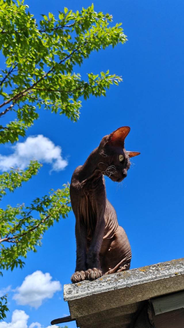 Люша наслаждается тёплой погодой🐈‍⬛🌞