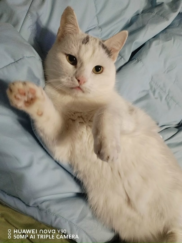 Ваши вопросы.
1⃣ Есть ли в Добрянке кинологи?
Которые ?...