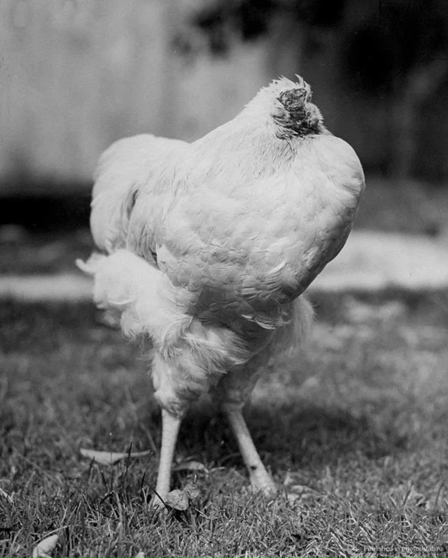 Курица – Майк, прожившая полтора года без головы