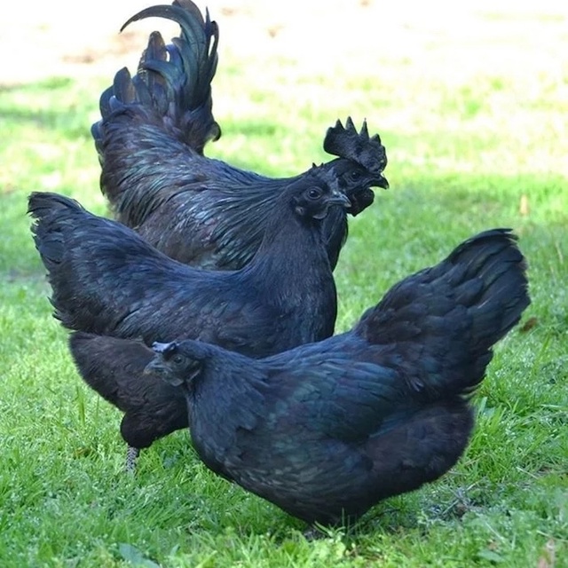 Аям чемани — куры этой редкой породы черные не только ?...