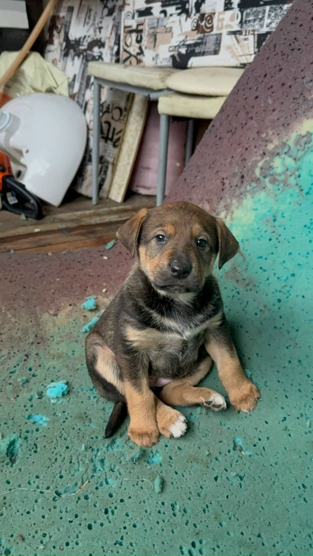 ️🆘️Ленобл.
Щеночки в СНТ. Им 1,5 месяца. Две девочки. Ма...