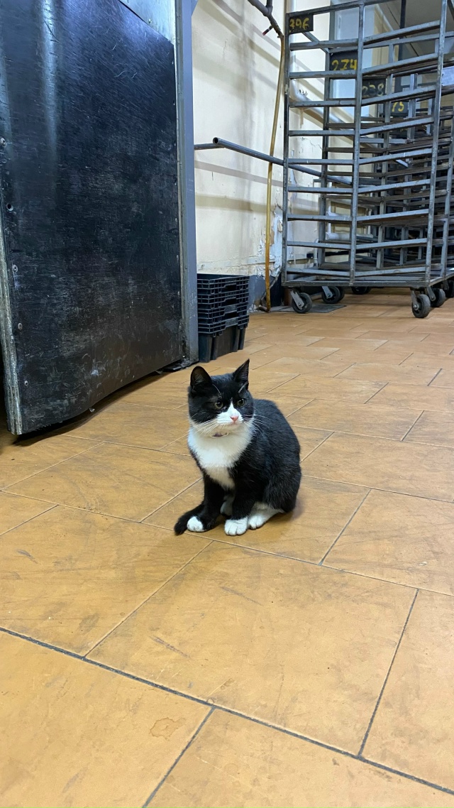 Потерялся котенок
Видно, что домашний, с фиолетовым ош?...