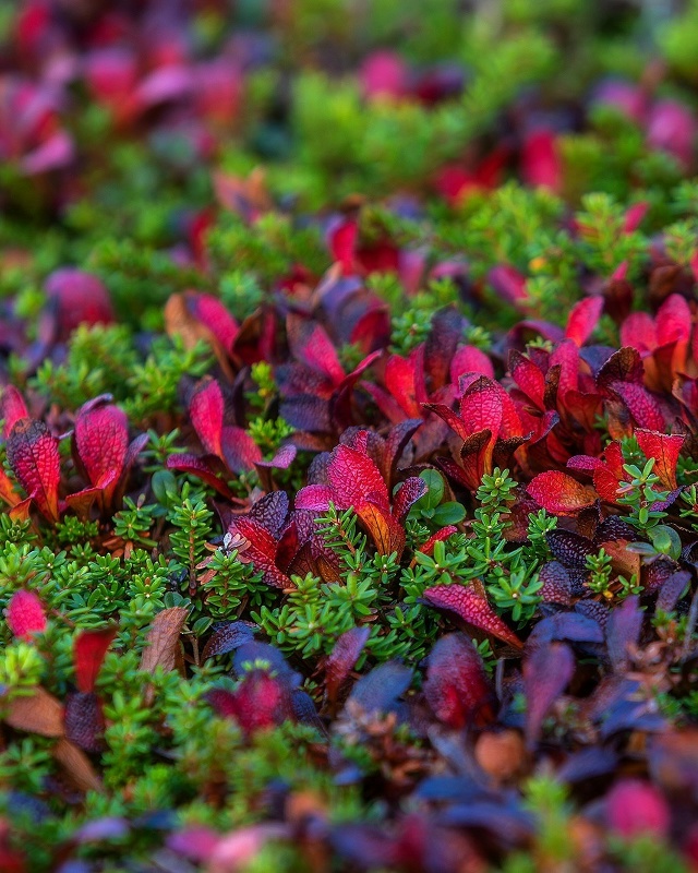 Мурманская область 🇷🇺