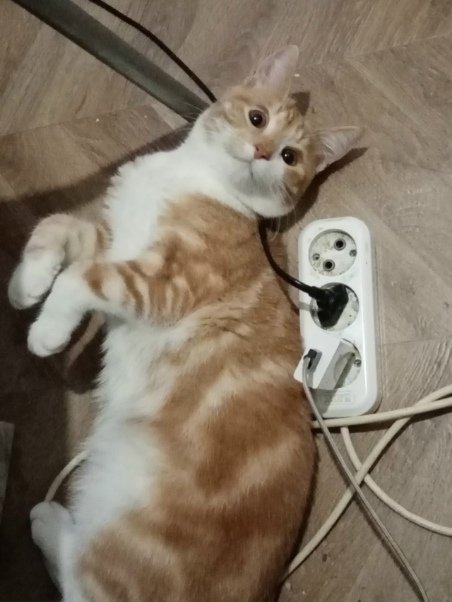 Я как-то кидала уже пост про своих котиков, один из них ?...