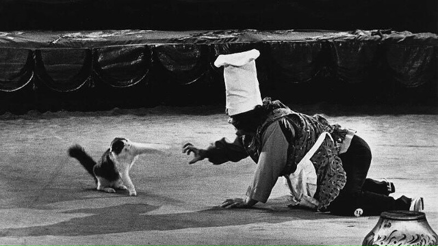 Юрий Куклачев на арене цирка. Москва, 1970-е.