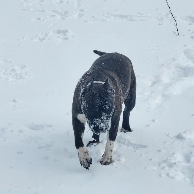 К бронированию предлагаю щенков американского стаффо?...