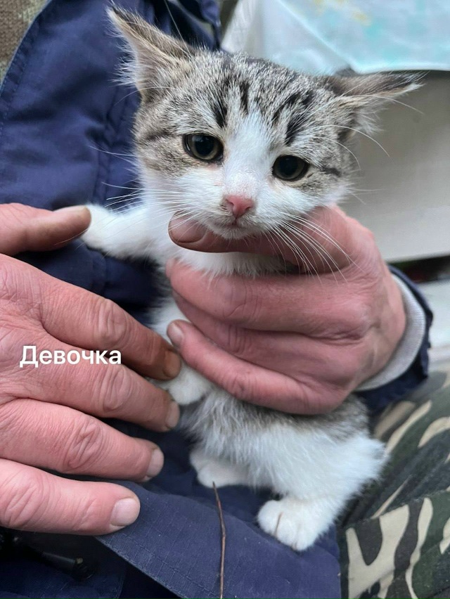 Санкт-Петербург и Ленинградская область
Мы — котята, ?...