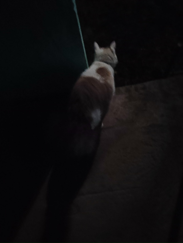 Чей потеряшка? Ухоженный, темный ошейник, видно что дом...