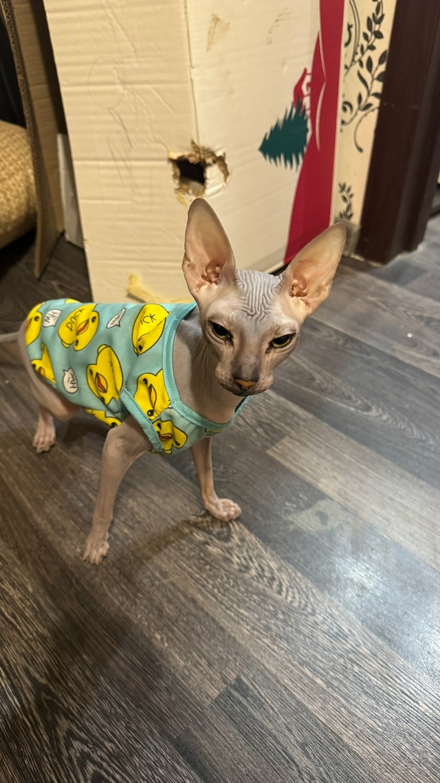 Лысая часть семьи?
Подскажите, кто как за хвостом уха?...