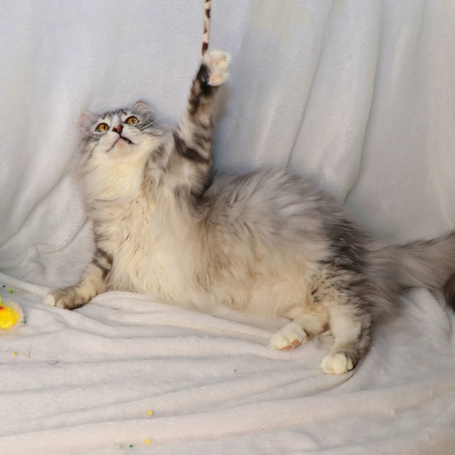 Витас⭐️шикарный крупный кот с наикрасивейшей шевелю?...